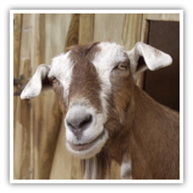 Diseases from goats and livestock