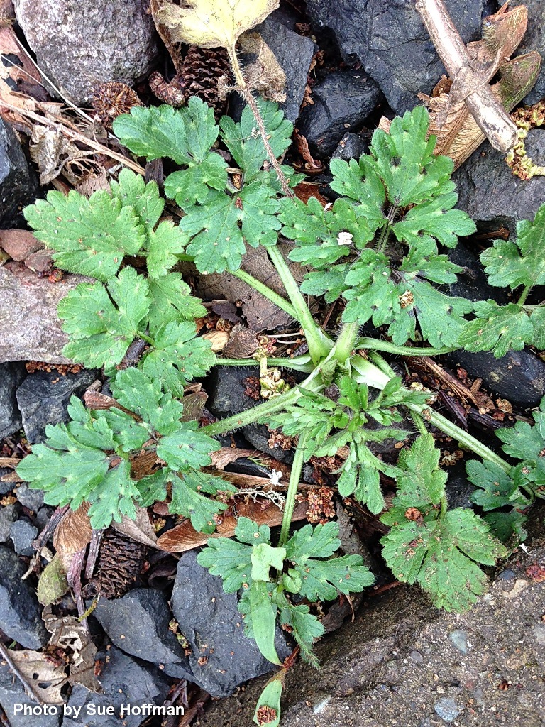 http://www.kingcounty.gov/%7E/media/environment/animalsAndPlants/noxious_weeds/imagesC/creeping-buttercup-plant-on-rocks-SH.ashx?la=en