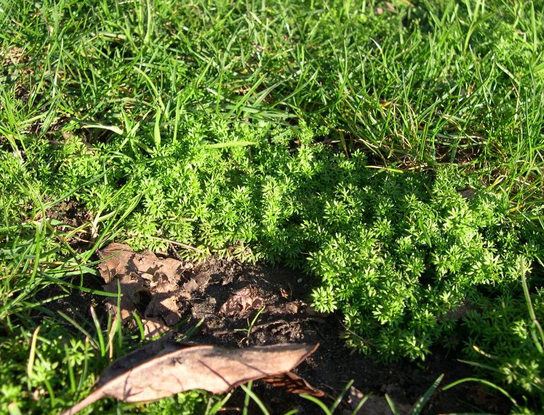 Lawnweed (Carpet burweed) patch<figure><img src=
