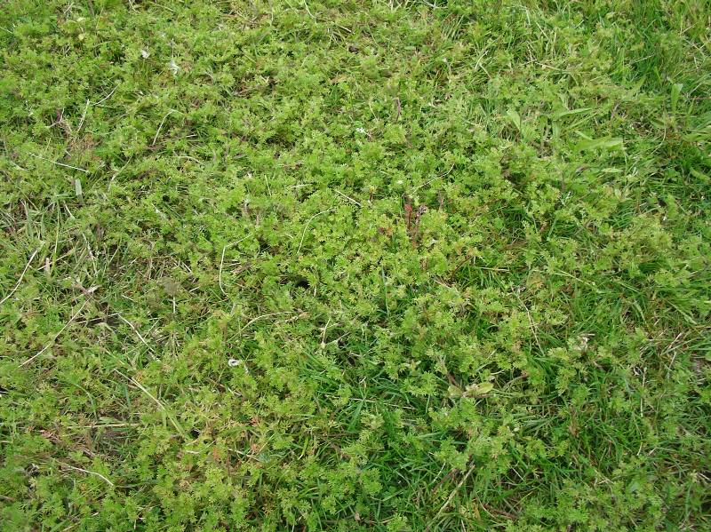 Lawnweed (Carpet burweed) in turf<figure><img src=