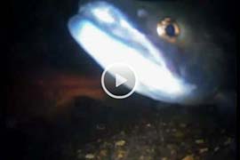 Kokanee cam screen capture - underwater video