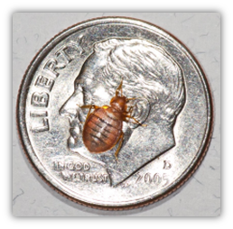 How do you clean a house after bombing for bed bugs?