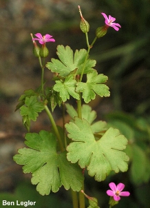 Weed of the Month Shiny geranium - Geranium lucidum - click for more information on this plant