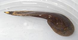 tailed frog tadpole