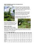 2009_Giant_Hogweed_in_King_County_Page_1 - click to download