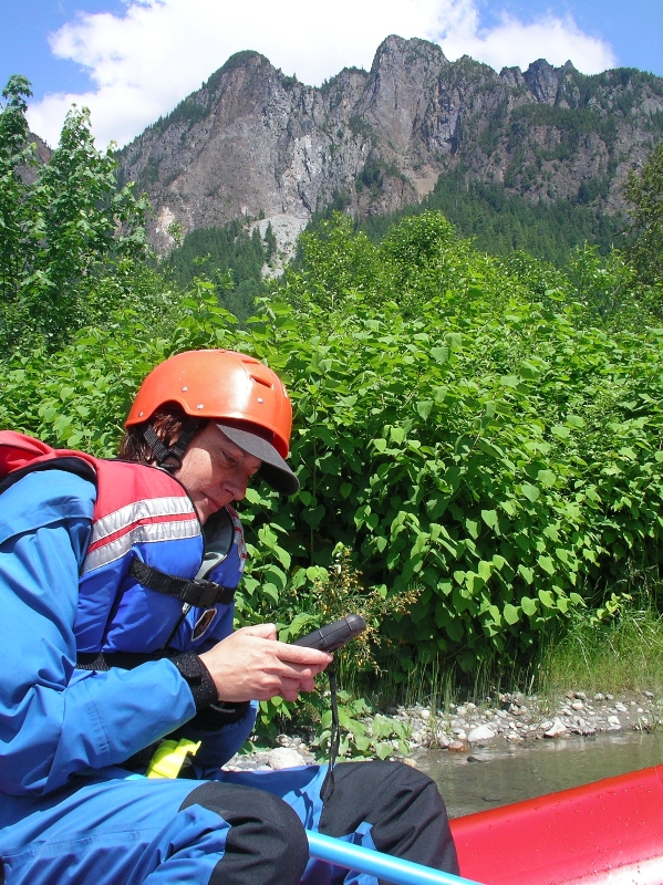 Middle Fork Snoqualmie knotweed mapping