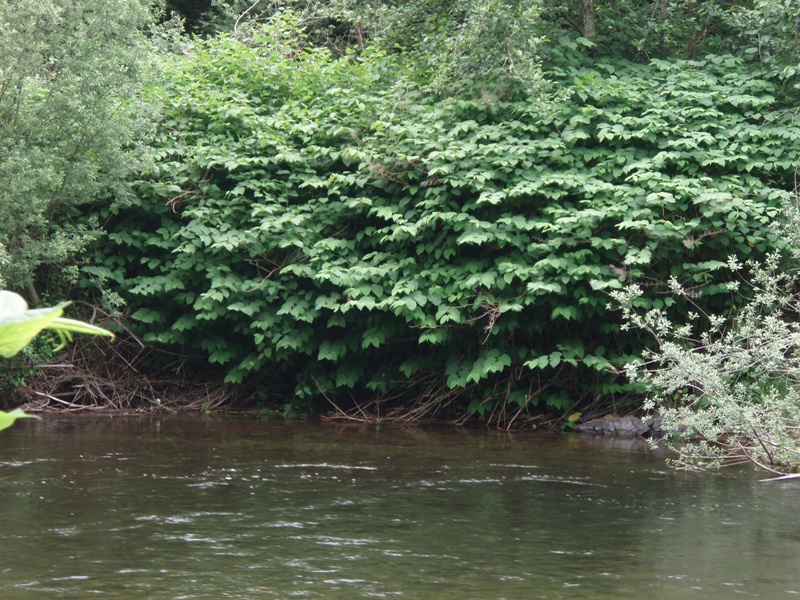 South Fork Snoqualmie River knotweed patch, 2007