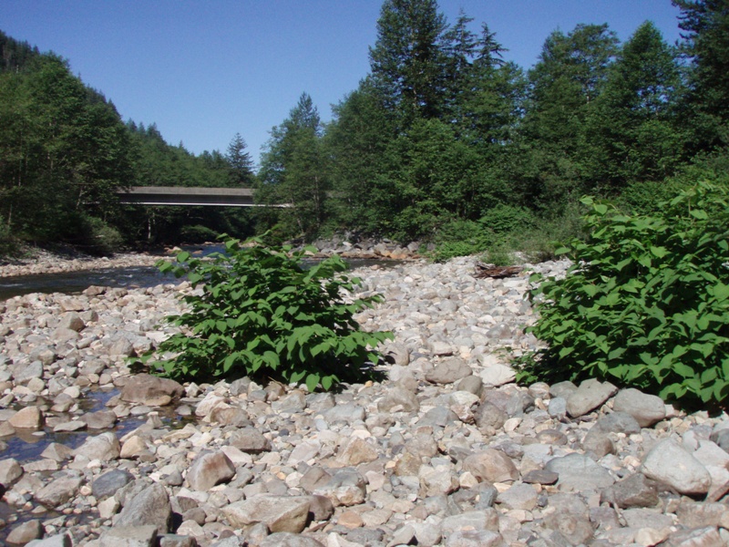 South Fork Snoqualmie River knotweed on cobble, 2008