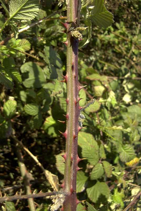 What are some types of weeds with thorns?