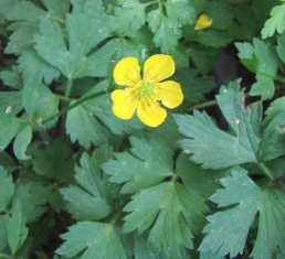 Can anyone identify this plant? Creeping_buttercup_flower_leaves_small