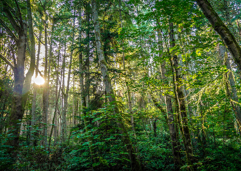 King County Land Conservation Initiative King County