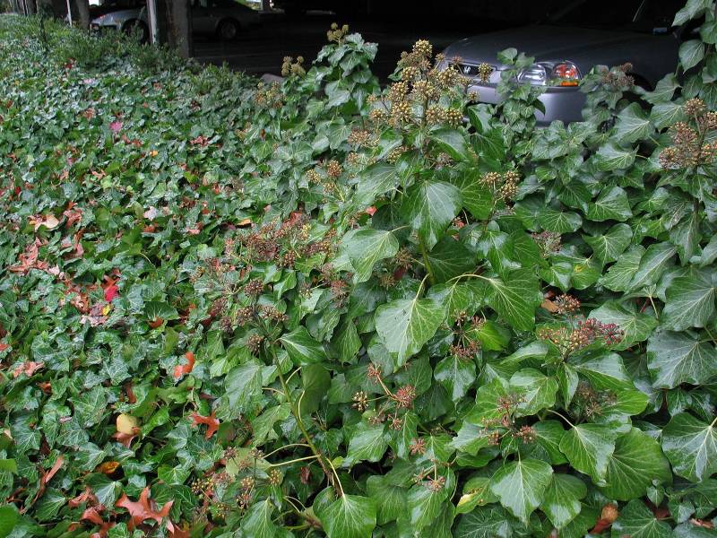 Identifying and controlling English ivy: Hedera helix
