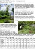 2008_Giant_Hogweed_in_King_County_Page_1