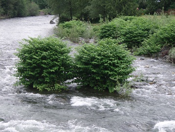 South Fork Snoqualmie River - click for information on knotweed control project