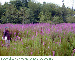 Specialist in a field of purple loosestrife