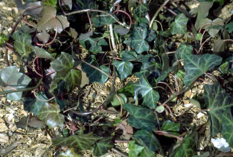 English ivy 'Hibernica'
