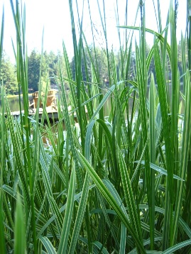Reed sweet grass variegated (Glyceria maxima var. variegata) - click for larger image