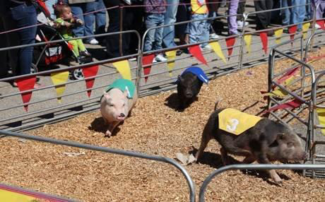 Pig Races at the King County Fair