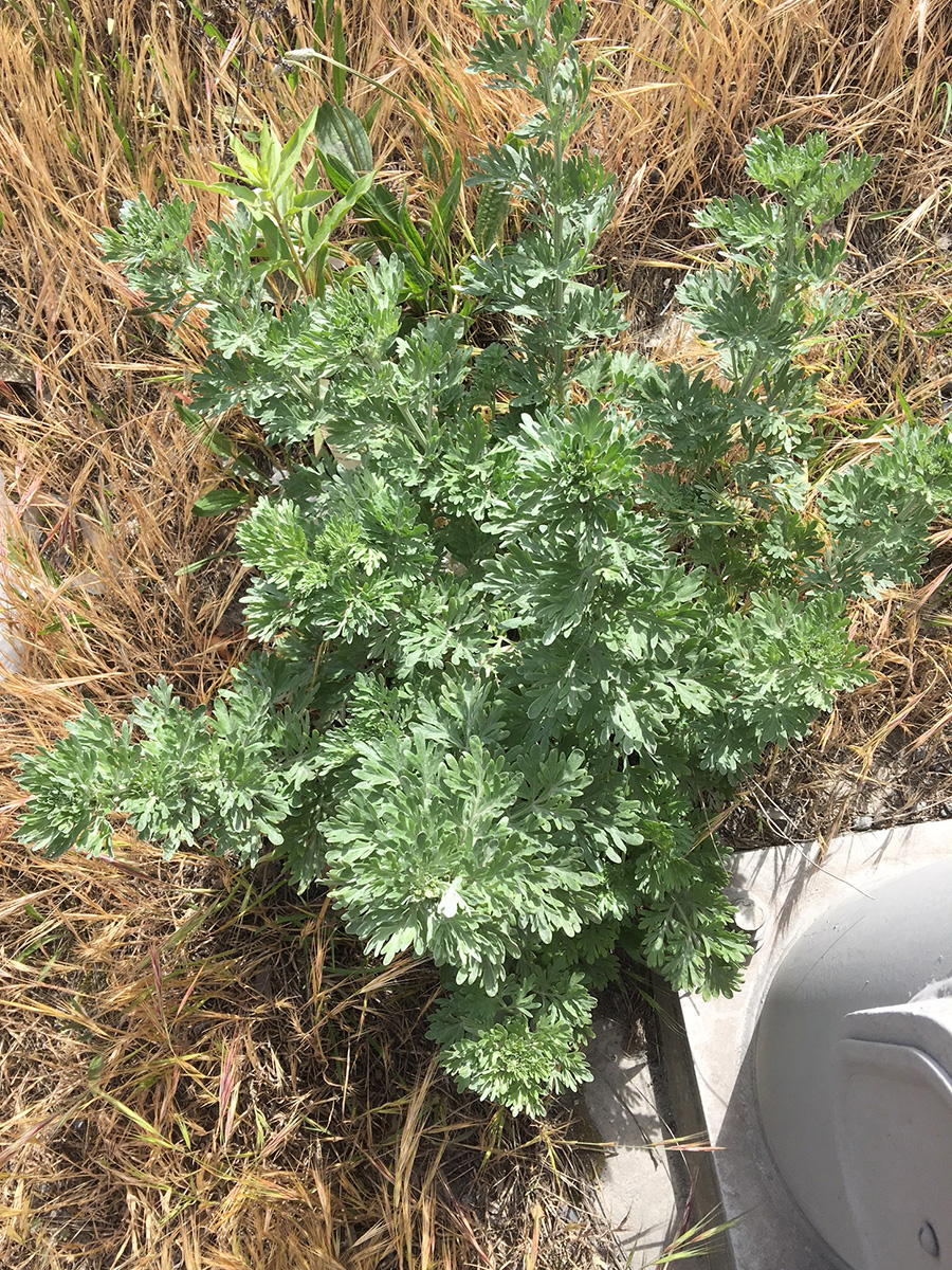 Absinth Wormwood Identification And Control Artemisia Absinthium King County,Dark Soy Sauce Ingredients