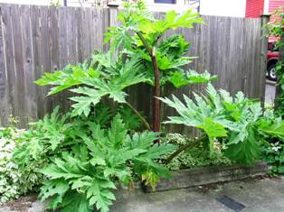  Giant hogweed growing against a fence-click for larger image