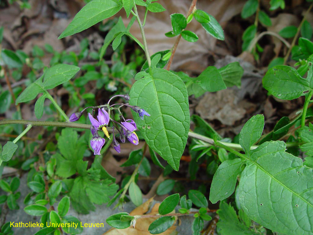 Bittersweet Nightshade Identification And Control Solanum Dulcamara King County,How To Freeze Mushrooms Safely